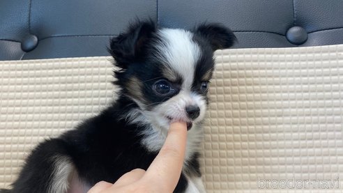 成約済の兵庫県のチワワ(ロングコート)-334043の2枚目